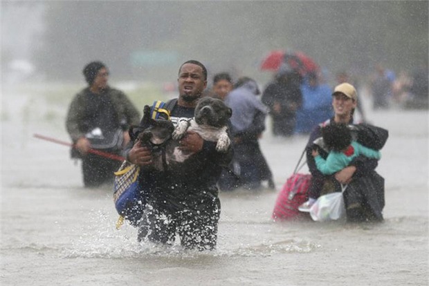 Thay vì bỏ của chạy lấy người khi bão đến, người Mỹ đã chọn sống chết cùng thú cưng vượt qua thiên tai - Ảnh 6.