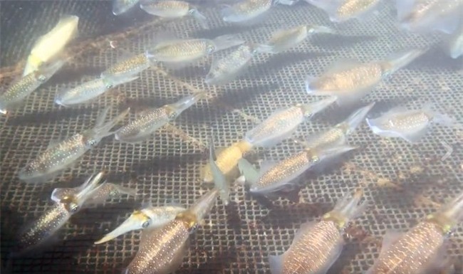 mực, hải sản, đặc sản nhà giàu