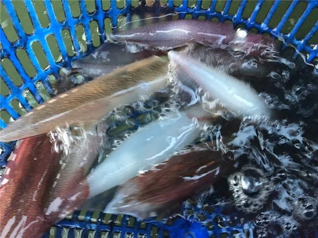 mực, hải sản, đặc sản nhà giàu