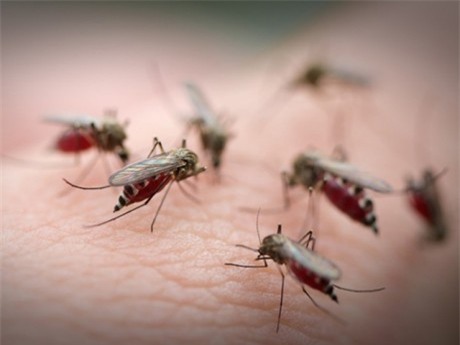 Lý do tại sao một số người lại thường bị muỗi cắn nhiều hơn người khác