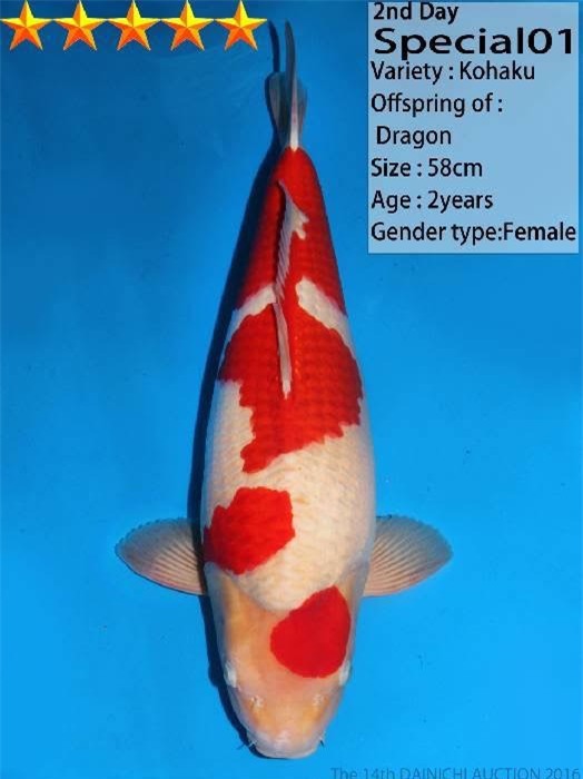 cá Koi, cá cảnh,