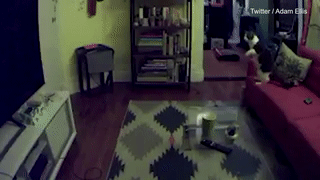 Clip: Lạnh gáy với hành động kỳ quặc của mèo, đồ đạc trong nhà tự xê dịch-1