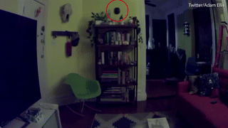 Clip: Lạnh gáy với hành động kỳ quặc của mèo, đồ đạc trong nhà tự xê dịch-6