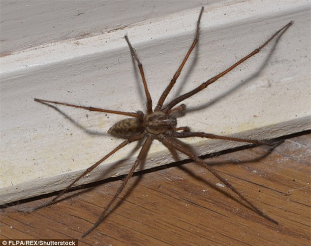 Cách trừng phạt tra tấn tinh thần của ông bố bệnh hoạn khiến con trai 8 tuổi sợ phát khiếp - Ảnh 2.