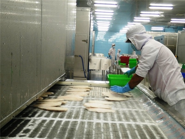 hai cau chuyen ve con ca tra gian lan va con ca tra tu te hinh anh 1