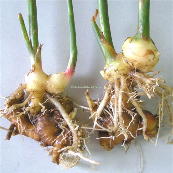 8 bai thuoc dan gian chua hoi nach - 3