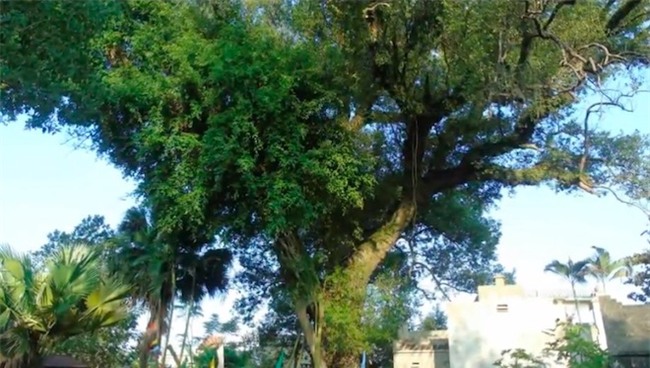 cây cổ thụ, cây quý, cây dã hương