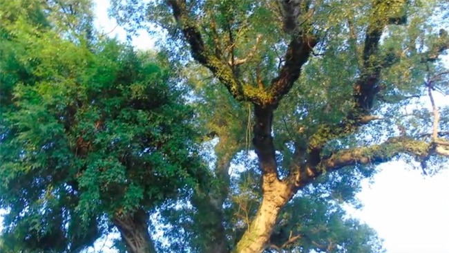 cây cổ thụ, cây quý, cây dã hương