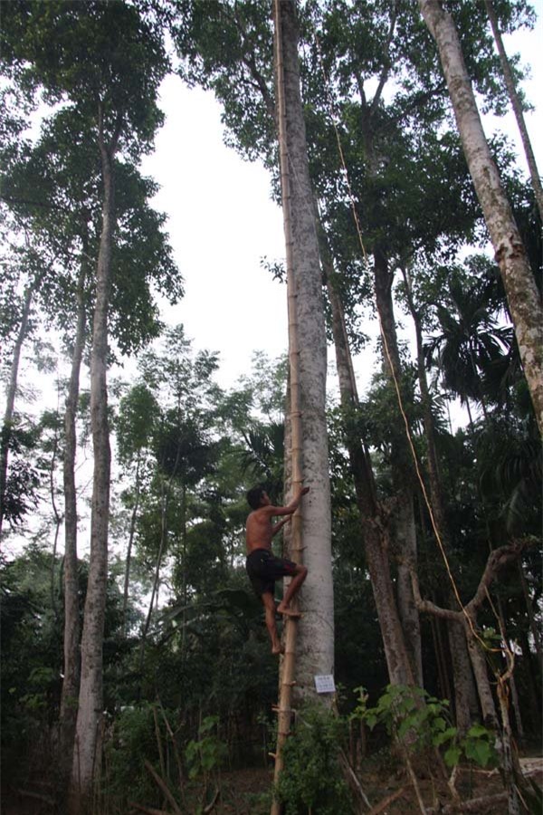 tỷ phú nông dân, làm giàu