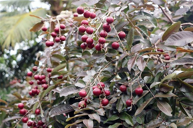 Nhãn tím, Miền Tây, nhãn màu tím