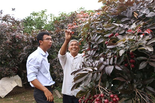 Nhãn tím, Miền Tây, nhãn màu tím