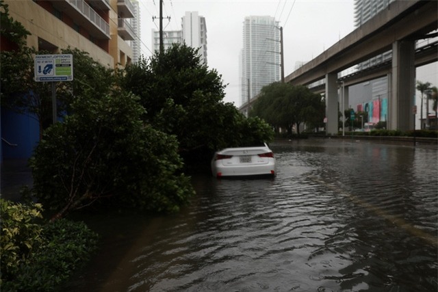 Cây đổ đè vào ô tô tại Brickell (Ảnh: Reuters)