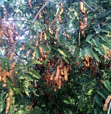 Việt Nam ngỡ là quả dại, sang "nước người ta" có giá "đắt hơn vàng" - 2