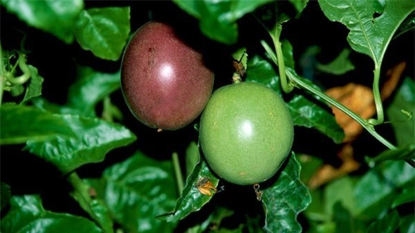 Việt Nam ngỡ là quả dại, sang "nước người ta" có giá "đắt hơn vàng" - 3