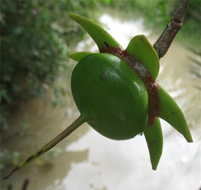 Việt Nam ngỡ là quả dại, sang "nước người ta" có giá "đắt hơn vàng" - 8