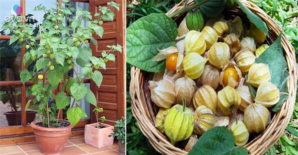 Việt Nam ngỡ là quả dại, sang "nước người ta" có giá "đắt hơn vàng" - 9