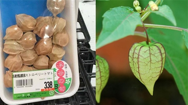 Việt Nam ngỡ là quả dại, sang "nước người ta" có giá "đắt hơn vàng" - 10