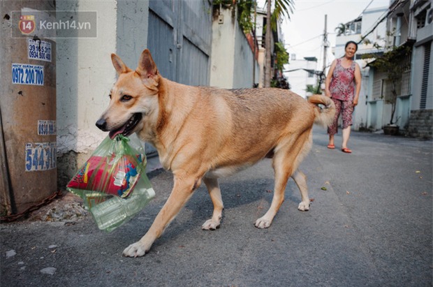 Gặp Gấu - chú chó cá tính nhất Sài Gòn: Chủ mua gì cũng xung phong xách hộ, không cho theo thì hờn mát bỏ ăn! - Ảnh 1.