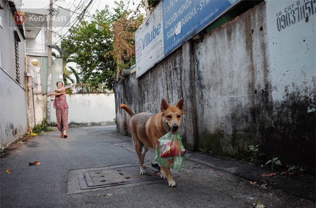 Gặp Gấu - chú chó cá tính nhất Sài Gòn: Chủ mua gì cũng xung phong xách hộ, không cho theo thì hờn mát bỏ ăn! - Ảnh 2.