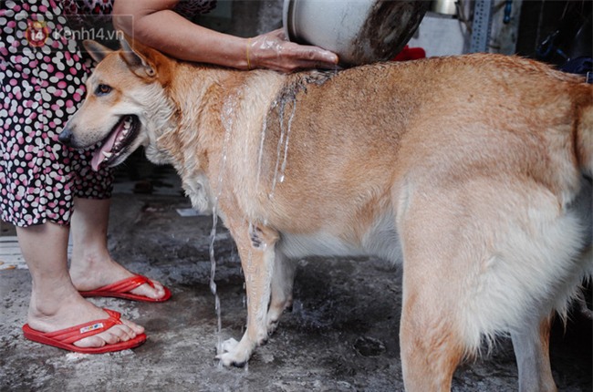 Gặp Gấu - chú chó cá tính nhất Sài Gòn: Chủ mua gì cũng xung phong xách hộ, không cho theo thì hờn mát bỏ ăn! - Ảnh 6.