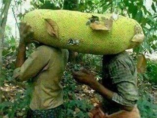 can canh mit sieu dai hon 1 met doc la dang