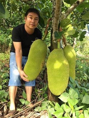 can canh mit sieu dai hon 1 met doc la dang 