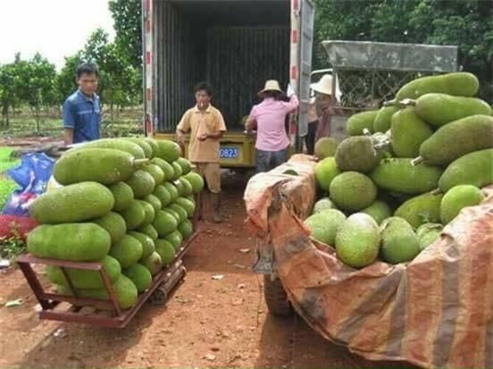 can canh mit sieu dai hon 1 met doc la dang