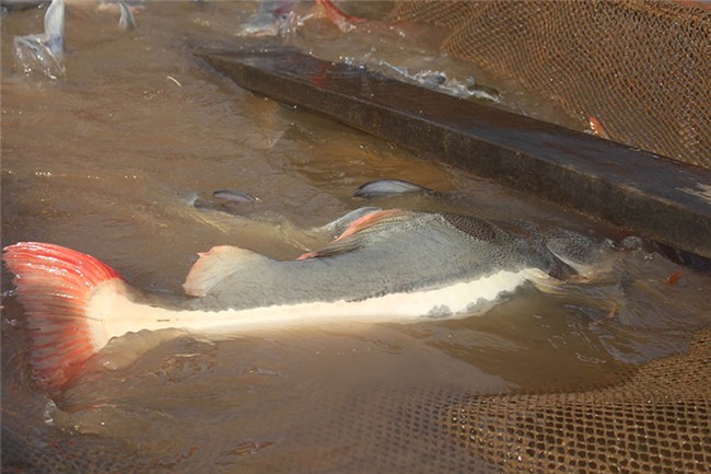 Cá lạ, Thuỷ quái, Cá quý hiếm