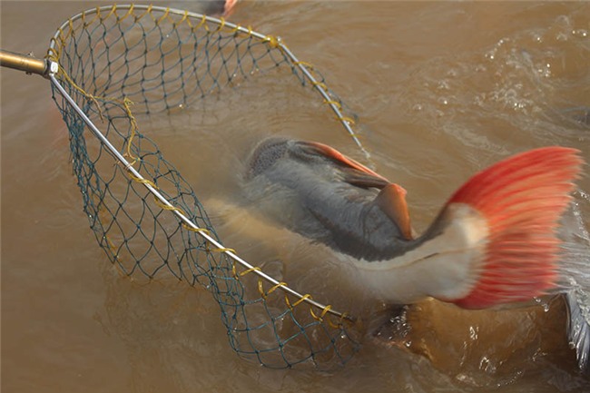 Cá lạ, Thuỷ quái, Cá quý hiếm