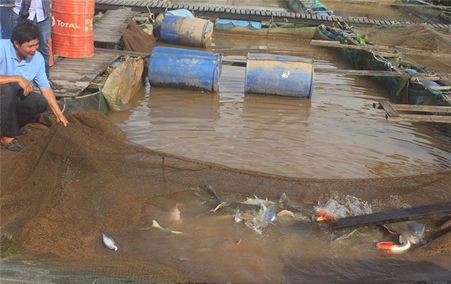 Cá lạ, Thuỷ quái, Cá quý hiếm