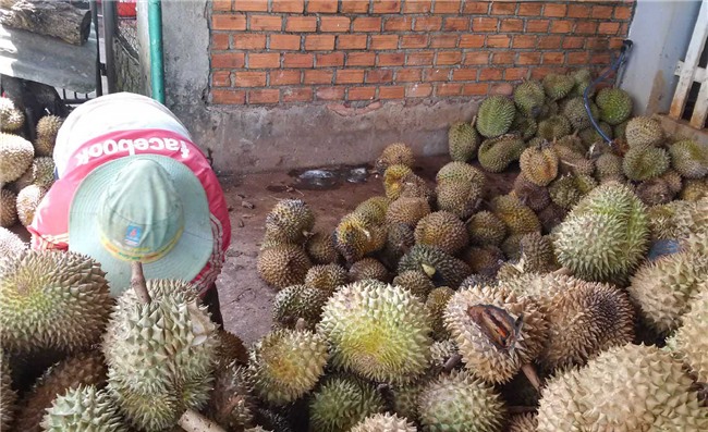 sau rieng tang gia khung, tu thuong “an” ca trai non, tam thuoc nhanh chin hinh anh 1