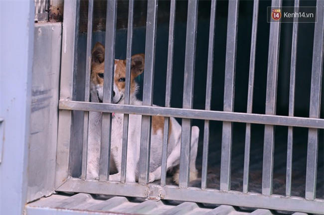 Chó cưng bị Đội săn bắt "tóm", cụ bà hớt hải: "Nó đi chợ với tôi, đang nằm trên vỉa hè chờ tôi về cùng thì bị bắt" - Ảnh 4.