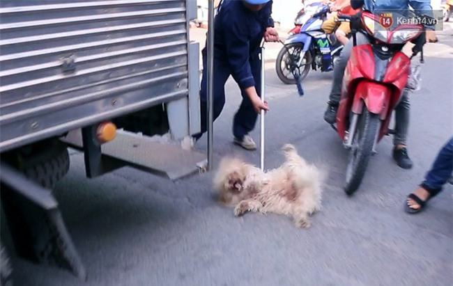 Ch&#243; cưng bị Đội săn bắt &quot;t&#243;m&quot;, cụ b&#224; hớt hải: &quot;N&#243; đi chợ với t&#244;i, đang nằm tr&#234;n vỉa h&#232; chờ t&#244;i về c&#249;ng th&#236; bị bắt&quot; - Ảnh 6.