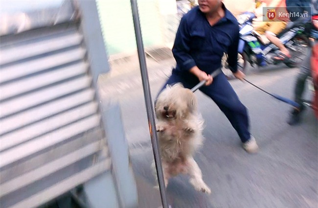 Chó cưng bị Đội săn bắt "tóm", cụ bà hớt hải: "Nó đi chợ với tôi, đang nằm trên vỉa hè chờ tôi về cùng thì bị bắt" - Ảnh 6.