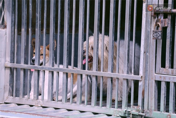 Chó cưng bị Đội săn bắt tóm, cụ bà hớt hải: Nó đi chợ với tôi, đang nằm trên vỉa hè chờ tôi về cùng thì bị bắt - Ảnh 7.