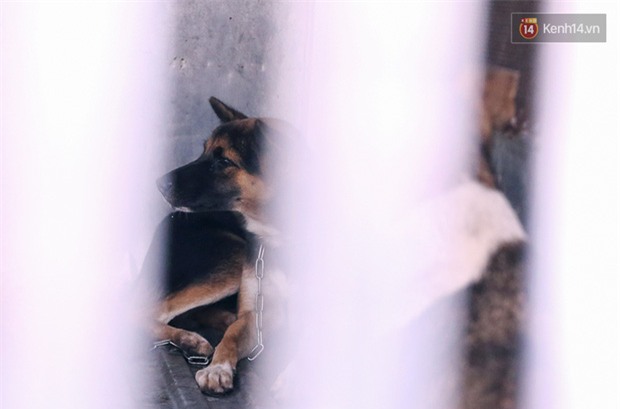Chó cưng bị Đội săn bắt tóm, cụ bà hớt hải: Nó đi chợ với tôi, đang nằm trên vỉa hè chờ tôi về cùng thì bị bắt - Ảnh 8.