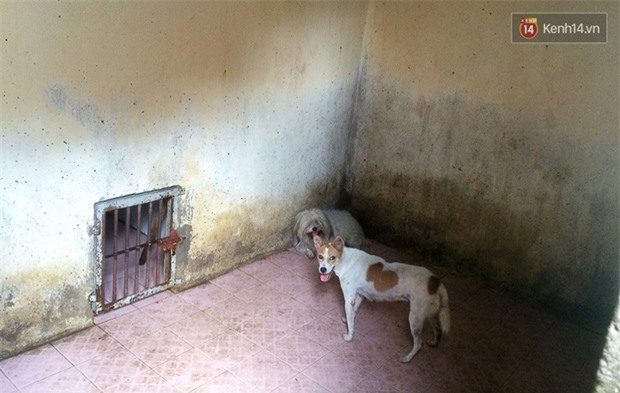 Chó cưng bị Đội săn bắt tóm, cụ bà hớt hải: Nó đi chợ với tôi, đang nằm trên vỉa hè chờ tôi về cùng thì bị bắt - Ảnh 11.