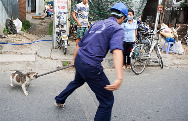 Ch&#243; cưng bị Đội săn bắt &quot;t&#243;m&quot;, cụ b&#224; hớt hải: &quot;N&#243; đi chợ với t&#244;i, đang nằm tr&#234;n vỉa h&#232; chờ t&#244;i về c&#249;ng th&#236; bị bắt&quot; - Ảnh 2.