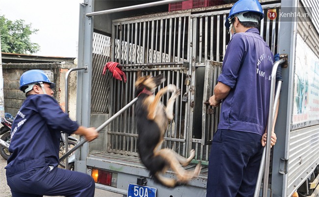 Ch&#243; cưng bị Đội săn bắt &quot;t&#243;m&quot;, cụ b&#224; hớt hải: &quot;N&#243; đi chợ với t&#244;i, đang nằm tr&#234;n vỉa h&#232; chờ t&#244;i về c&#249;ng th&#236; bị bắt&quot; - Ảnh 2.