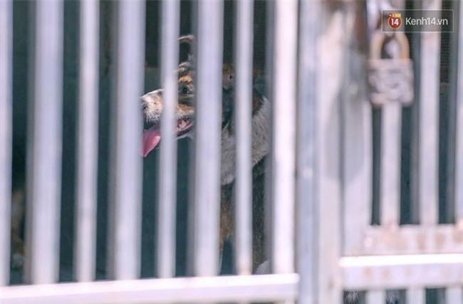 Chó cưng bị Đội săn bắt "tóm", cụ bà hớt hải: "Nó đi chợ với tôi, đang nằm trên vỉa hè chờ tôi về cùng thì bị bắt" - Ảnh 4.