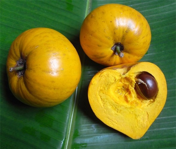 Tại Việt Nam, quả trứng gà (lê ki ma) lại để rụng và được nhiêu người cho rằng, không có giá trị kinh tế - Ảnh Người nhà quê.