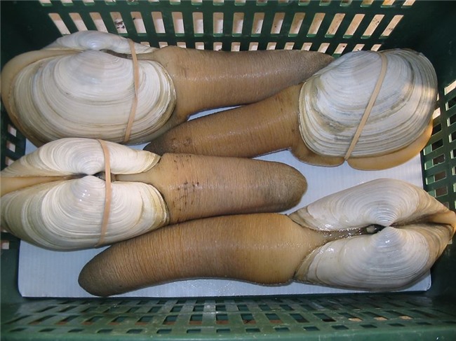 đặc sản nhà giàu, tu hài, tu hài canada, hải sản nhập khẩu