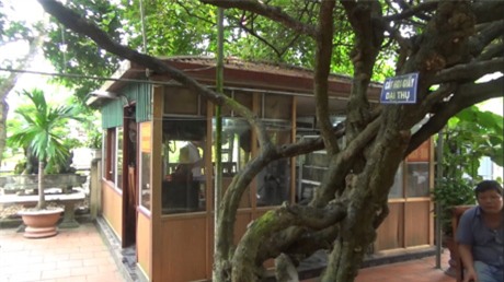 cây cảnh, siêu cây cảnh, cây tiền tỷ,