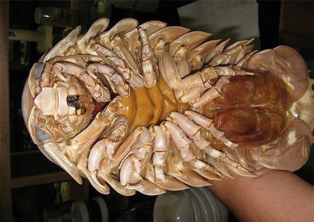 bọ biển, hải sản, đặc sản nhà giàu,