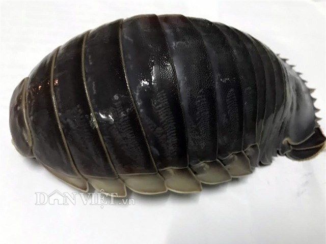 bọ biển, hải sản, đặc sản nhà giàu,