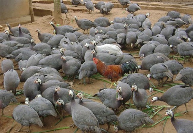 nông dân làm giàu, nuôi gà sao, chăn nuôi, nuôi gà