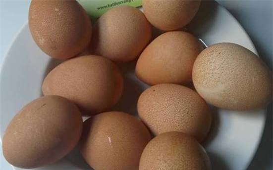 nông dân làm giàu, nuôi gà sao, chăn nuôi, nuôi gà