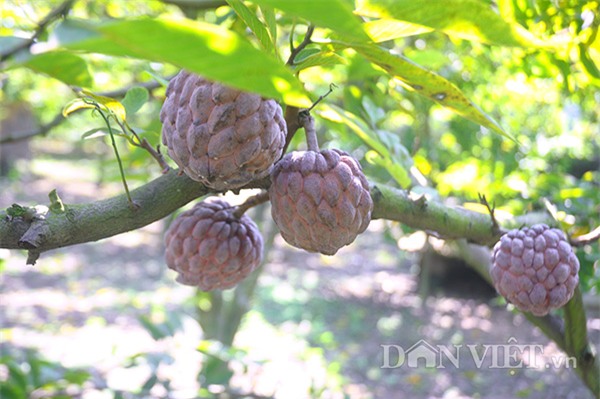 zoom xem na tim dong trieu sieu