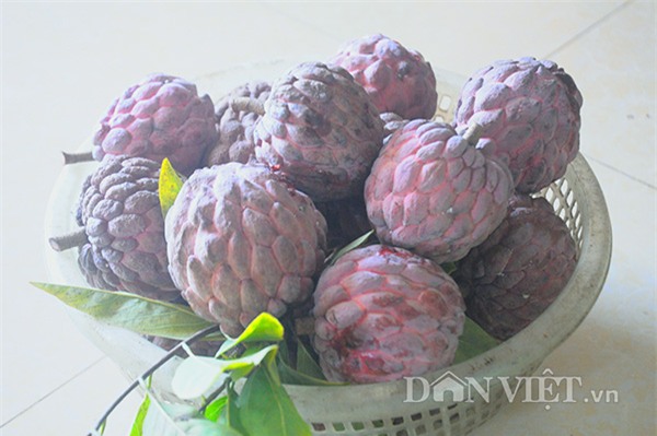 zoom xem na tim dong trieu sieu