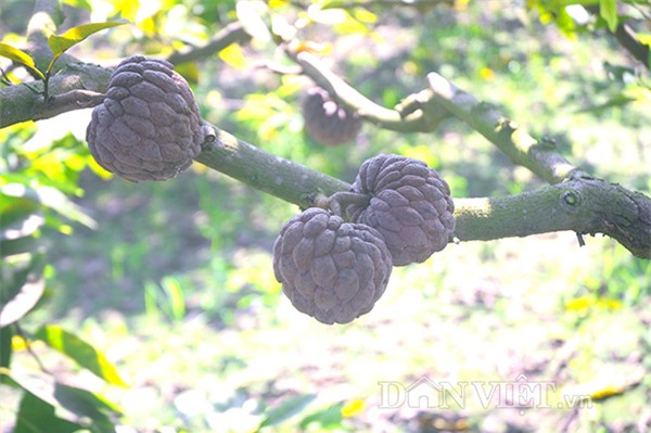 zoom xem na tim dong trieu sieu